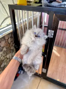 himalaya blue eye