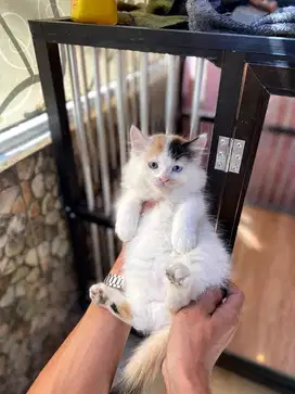 calico odd eye rare