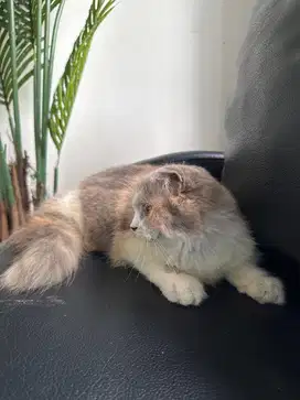 Jual kucing british long hair scottis kitten