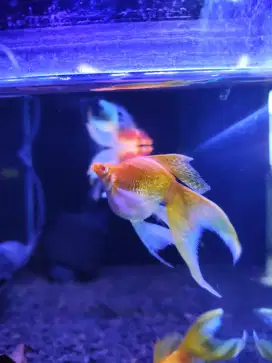 Albino gold veiltail jumbo