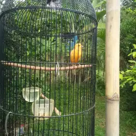 Burung kenari jantan