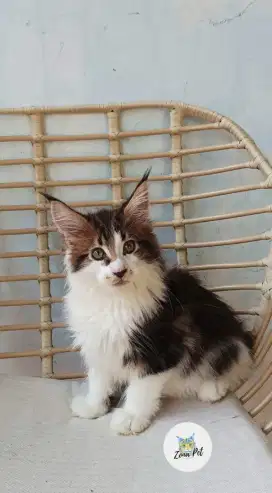 Mainecoon ped cfa#mainecoon