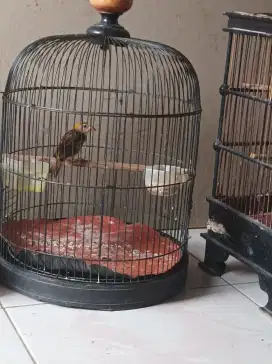 Manyar kembang kepala kuning masih trotolan muda hutan.