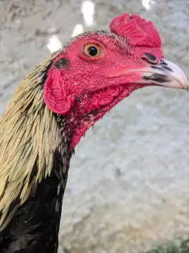 Ayam jenis khoytrad