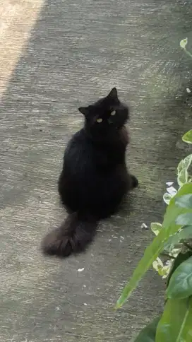 Hibah kucing persia hitam