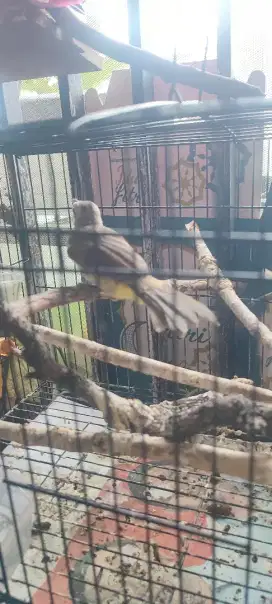 Trucukkan jatim ori msh muda sepasang, boleh barteran