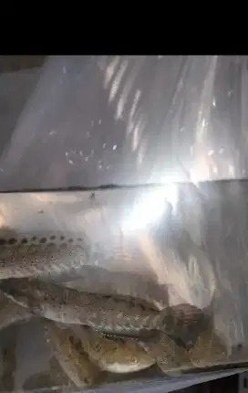 Ikan cana anakan blue pulcra 7,8 cm 40ekor
