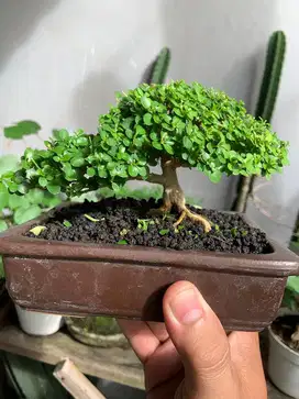 Bonsai sancang shito tinggi 8 cm