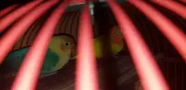 Lovebird NSL Ino mm x Bio PB