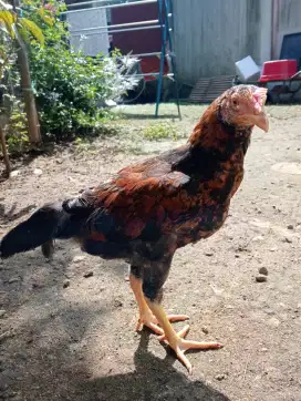 Jual DOC Ayam KUB2 Full Vaksin (umur 7 Hari)