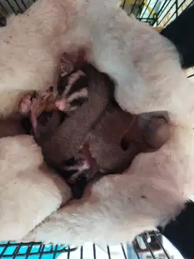 Sugar Glider Borongan