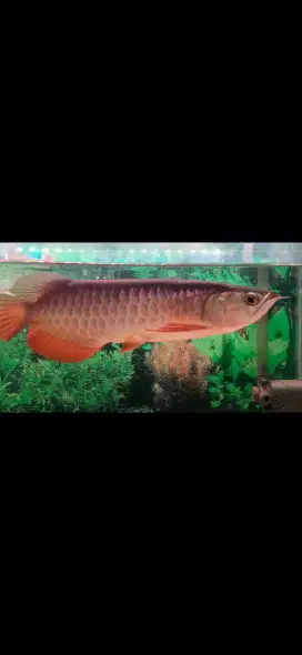 Arwana golden red