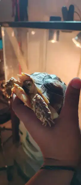 Sulcata tortoise