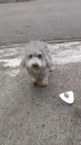 Dijual silver poodle betina