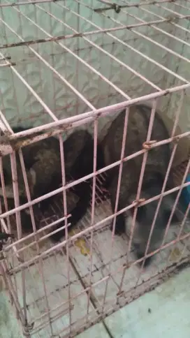 Borongan Musang Indukan