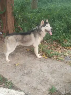 Husky jantan bigsize