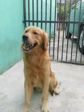 Golden jantan 11 bulan