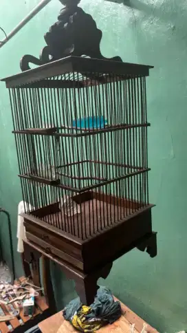 Kadang burung pleci burung kecil