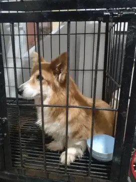 Corgi betina non stb