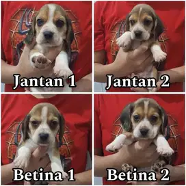 Beagle puppy jantan & betina