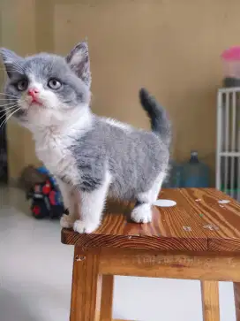 Kucing British Short Hair (BSH) Kitten