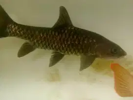 Mahseer 35cm dan 40cm
