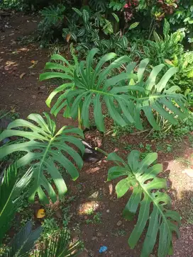 Tanaman Monstera King