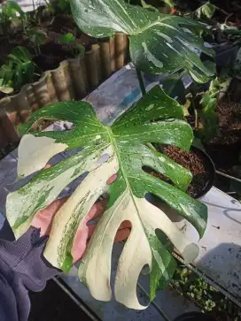 Tanaman Monstera Thailand Varigata