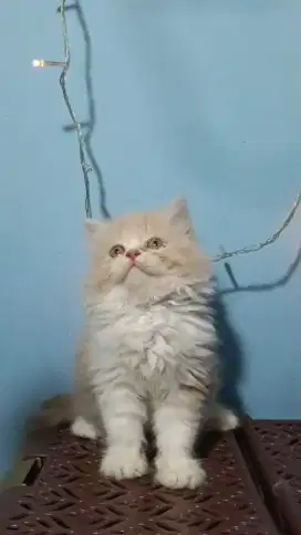 Kiteen Persia longhair betina umur 2bulan