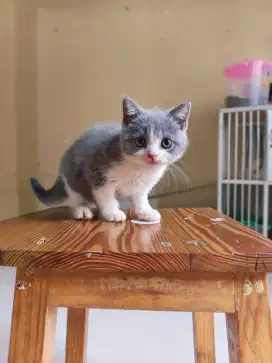 Kucing British Short Hair (BSH) Kitten
