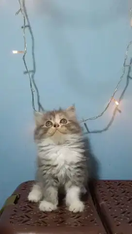 Kiteen Persia longhair betina umur 2bulan