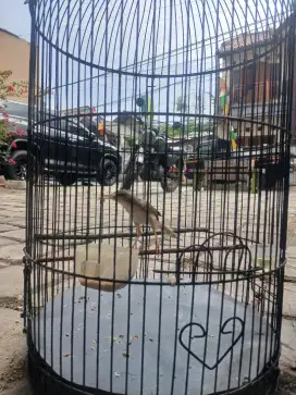 Ciblek/ciwah remaja bunyi