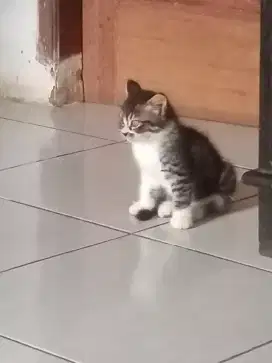 Lepas kitten sepasang