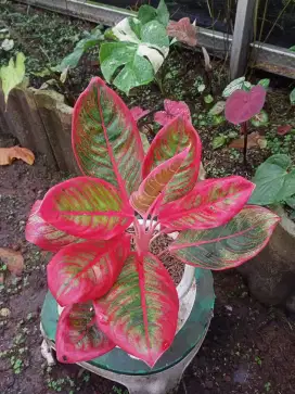 Aglonema Khanza