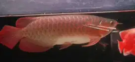 Arowana Superred Size 43cm