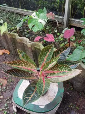 Tanaman Aglonema Red Sumatra