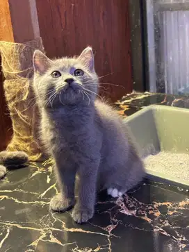 Kucing kitten bsh mixbreed all betina (harga perekor)