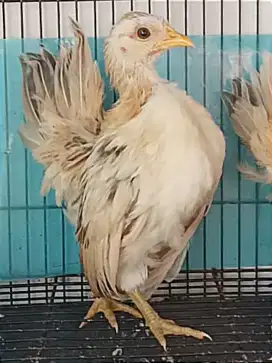 Ayam Serama Betina Anak