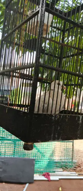 Kandang burung+ burung puter muda. ternakan.