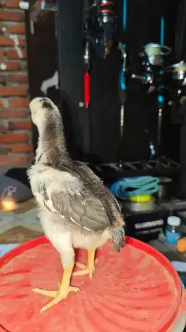 Anakan Ayam Ekor Lidi