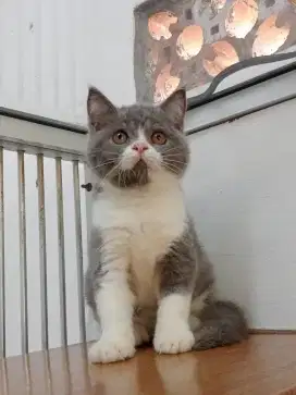 British Shorthair Mixbreed