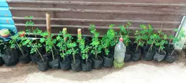 Bibit Daun Kelor