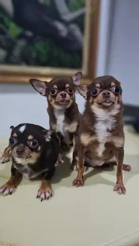 Dibutuhkan Kennel boy / girl