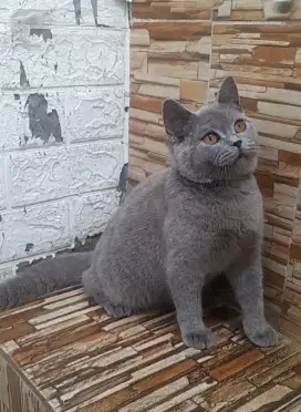 British short hair