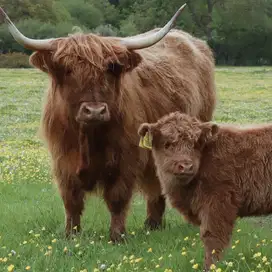 Highland Cattle / Scottish Cow – Lucu, Jinak, dan Unik!