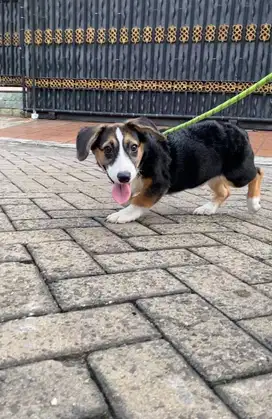 Dijual Puppy Anakan anjing welsh corgi jantan male 3 color black & tan