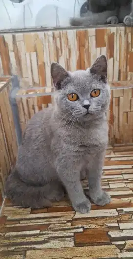 British shorthair Jantan
