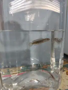 Channa Stewarti -+5cm