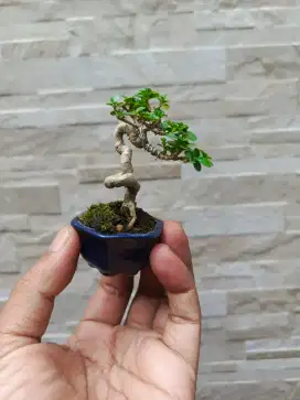 Bonsai Shito Sancang Tipe 1