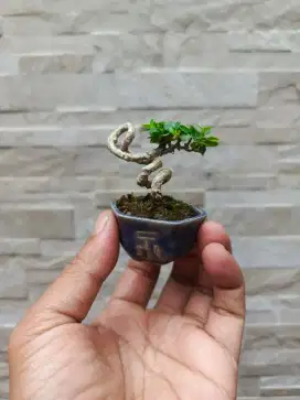 Bonsai Shito Sancang Tipe 2